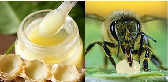 công dụng và cách sử dụng sữa ong chúa