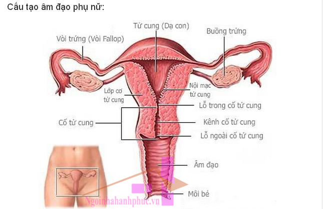 Hình ảnh vùng kín và âm vật phụ nữ đẹp nhất